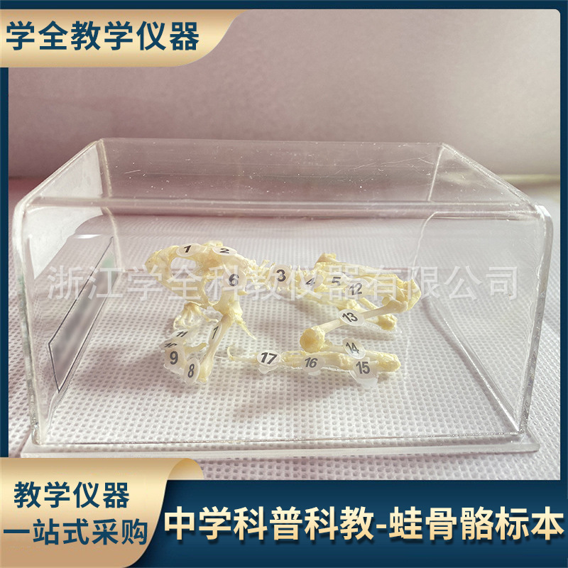 蛙骨骼有机树脂标本中学科普教具仿琥珀工艺品幼儿园教学探究实验