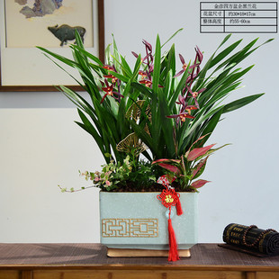 企黑兰花盆景室内客厅盆栽办公室四季常青绿植桌面好养植物
