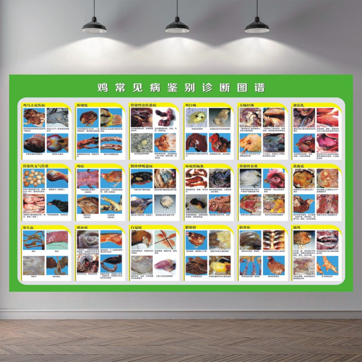 常见牛病猪鸡病症识别图谱PP海报自粘装饰画广告图谱海报贴纸背景图片
