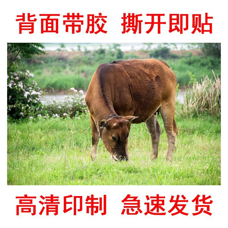 老黄牛吃草海报生肖牛贴画儿童早教房间装饰画客厅书房背景墙贴图片