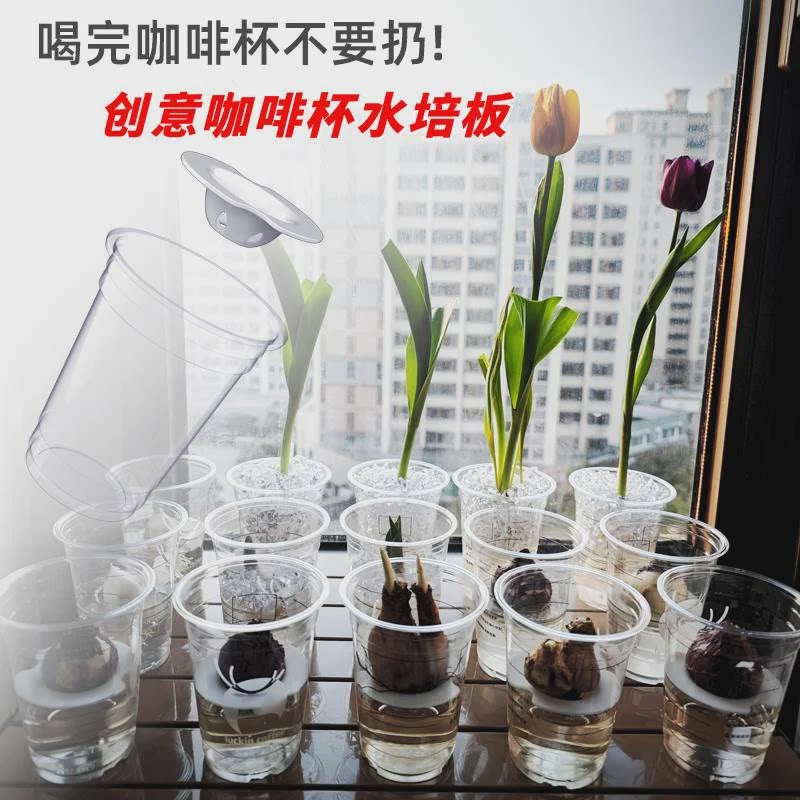 速发种球植物花卉水培板咖啡杯水培隔板郁金香百合水仙风信子水培