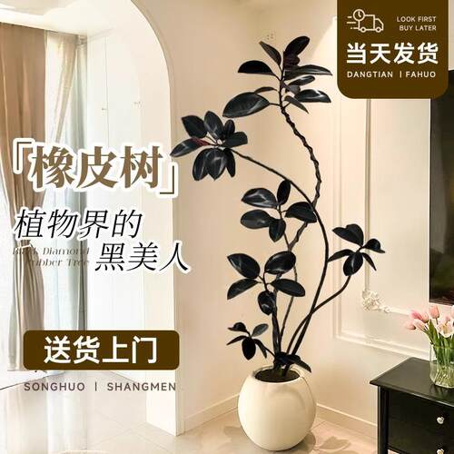 黑金刚橡皮树客厅大盆栽造型室内大型绿植好养四季办公室阳台植物