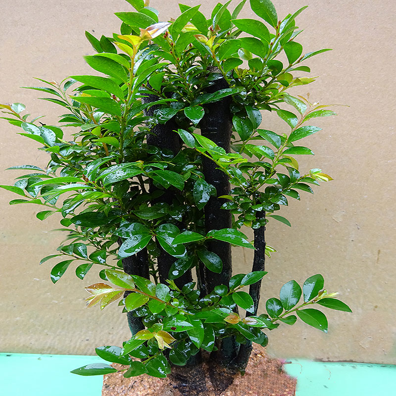 小叶紫檀盆景独桩老桩阳台客厅盆栽 办公室桌面 绿植W室内 小绿植