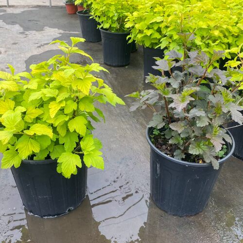 金叶风箱果盆栽庭院四季观叶观花植物耐寒多年生彩U叶灌木好养包