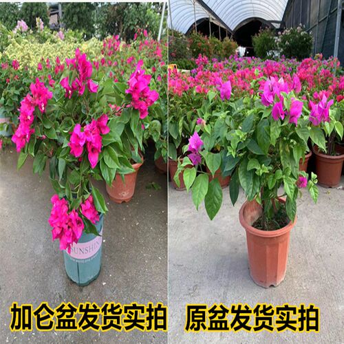 三角梅盆栽c带花绿樱勤花爬藤花卉阳台庭院耐热漳红樱老桩重瓣大
