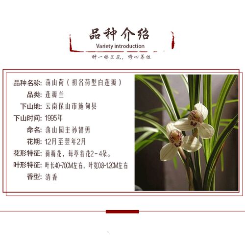莲瓣兰荡山荷g老品种兰花苗荷瓣花冬春带花苞室内阳台花卉浓香绿
