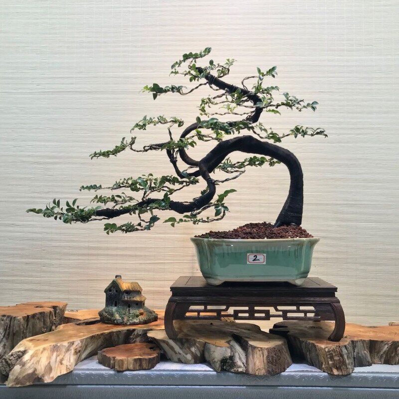小叶紫檀树盆景室内阳台黑骨香y盆栽熟桩老桩植物花卉耐寒四季常