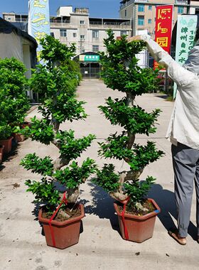 金钱榕盆栽绿f植花卉老桩造型 s弯摇钱树观赏植物小叶人参榕树盆
