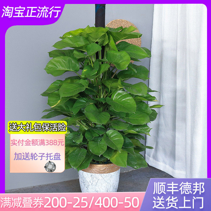 大绿萝盆栽 吸收甲醛办公室走廊客厅常绿观叶Q植物广佛满购包邮哦,鲜花速递/花卉仿真/绿植园艺,大型绿植/成品组合盆栽,淘宝优惠券,粉丝福利购,淘宝优惠卷