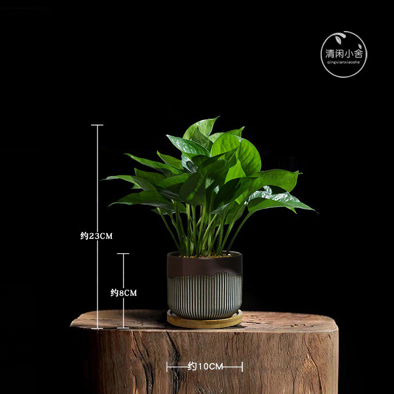 绿萝室内好养绿i植吸甲醛净化空气植物办公室好养防辐射桌面小盆