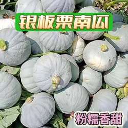 板栗南瓜新疆正宗银栗南瓜金丝贵族新货粉粉糯糯3/5/9斤