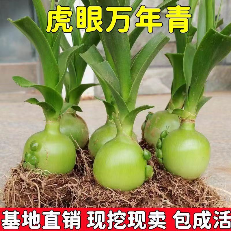 可食用药用虎眼万年青植物四季长青盆栽种球海葱玻璃球花卉旱三七