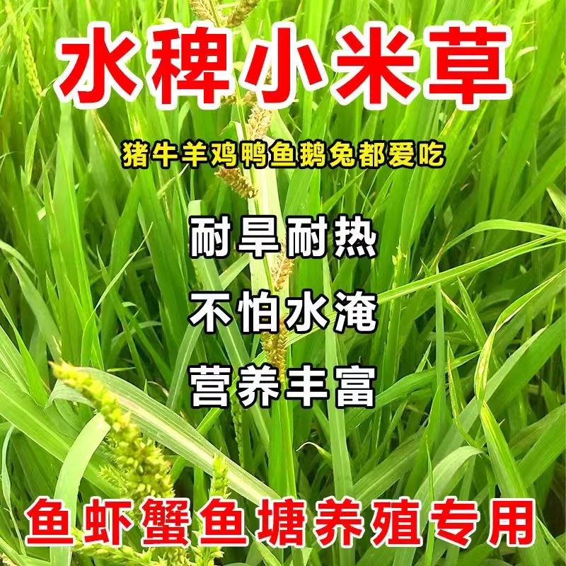 稗子草小米草虾蟹水草耐水淹