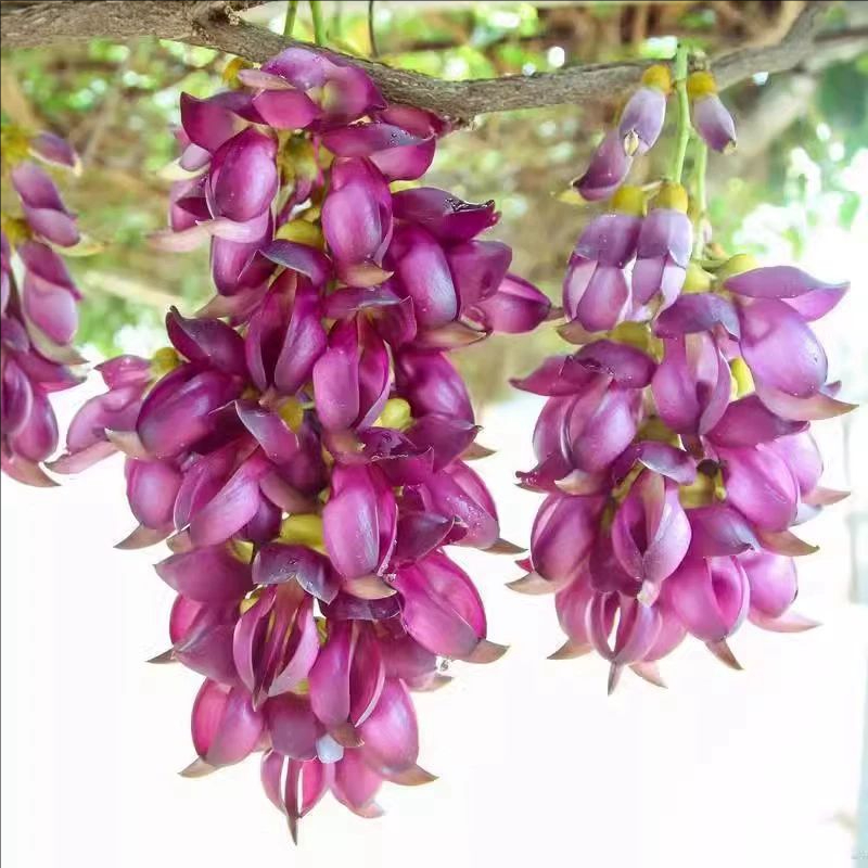 油麻藤大鸡血藤攀援多年生种子