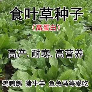 食叶草种子高蛋白四季养殖草种籽鸡鸭鹅猪牛羊鱼草再生牧草种籽