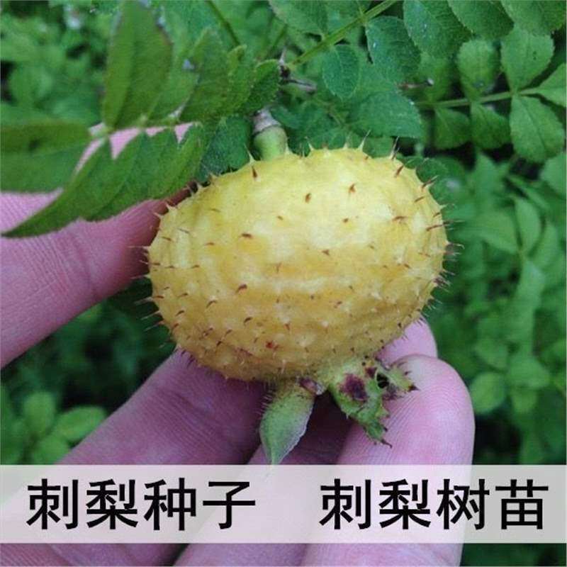刺梨种子 当年结果 刺梨树苗 黄刺梅种子 梨梅 贵州刺梨种子