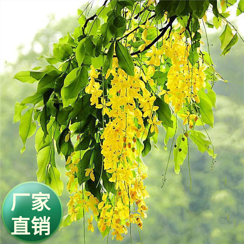 厂家批发金链树种子苏格兰金链树下垂黄色味芳香林木种子