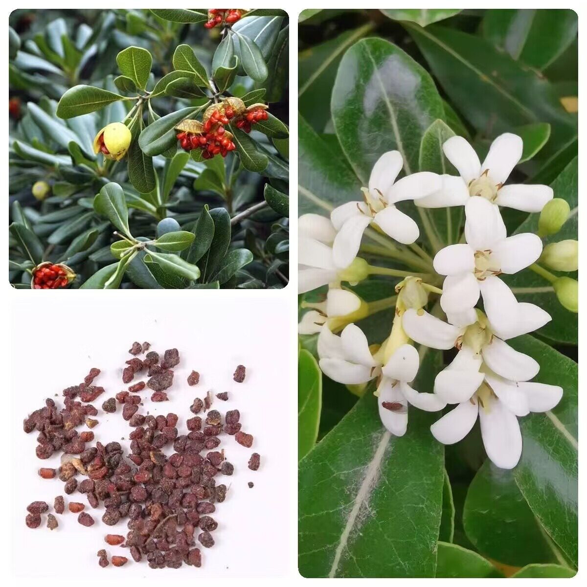 批发林木种子海桐种子海桐花山矾七里香种子宝珠香山瑞香种子绿化