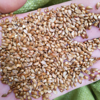 平邑甜茶种子  嫁接苹果树砧木 发芽率高