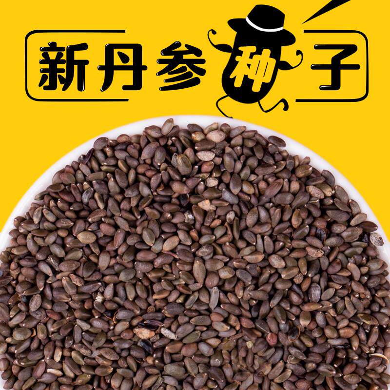 2023年新丹参种子散装药材血参种苗紫丹参种籽四季播包邮发芽率高