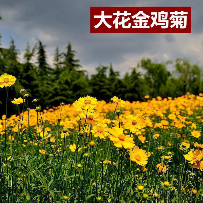金鸡菊种子多年生宿根花籽