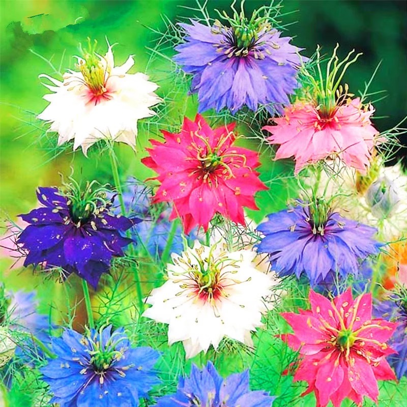 黑种草种子香草波斯宝石黑子草种籽阳台盆栽易活花海四季播种花籽