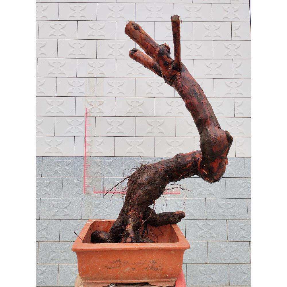 山木香老桩嫁接月季花玫瑰蔷薇花苗砧木庭院盆景树桩果汁躲藏月季