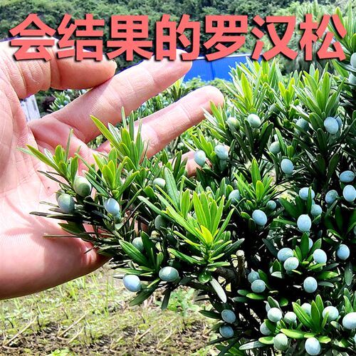 会结果的罗汉松 小叶雀舌u罗汉松小盆景盆栽庭院植物造型素材 绿