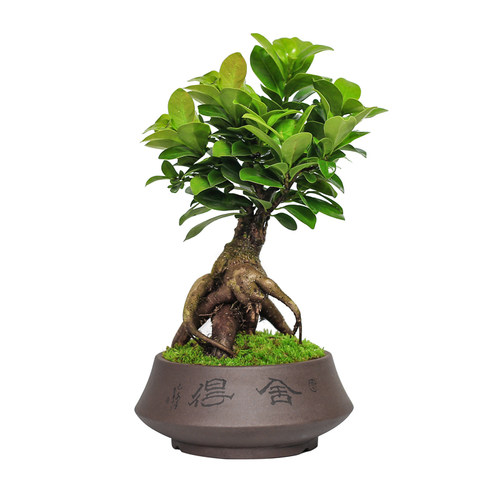 小叶榕树室内常青盆栽绿s植人参榕造型树桩盆景桌面好养观叶小植