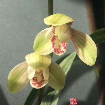 君荷建兰四季兰夏兰好养易活室内绿植盆栽花卉长青植物Z兰草兰花