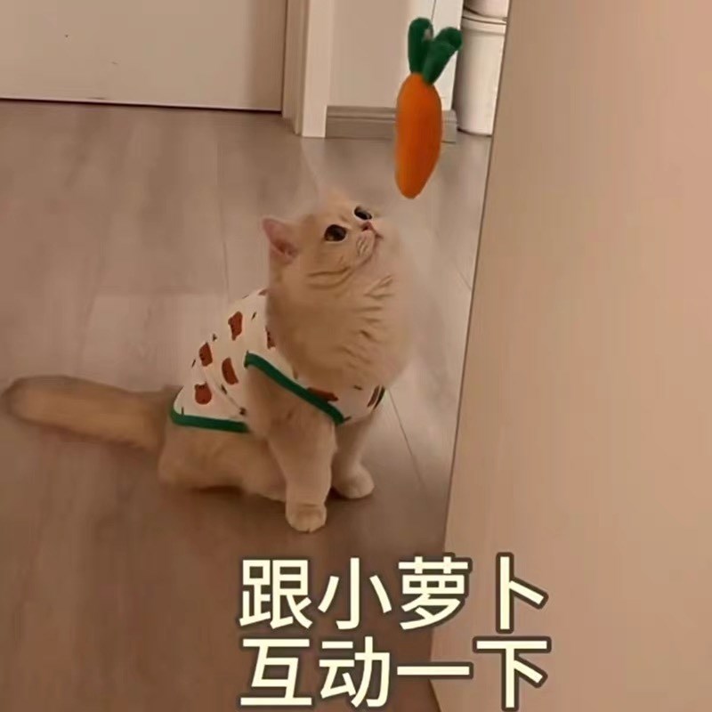 现货速发猫咪衣服春秋防掉毛保暖背心马甲薄绒小奶猫衣服英文短德