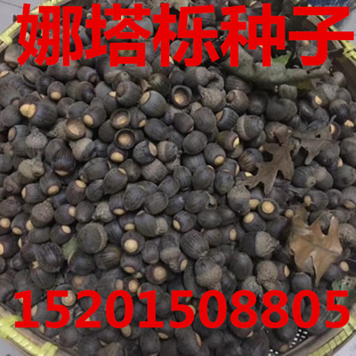 正宗娜塔栎种子  北美红橡种子 速生红栎种子 橡树 蒙古栎 柞栎