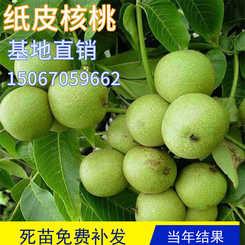 纸皮核桃树特大树苗嫁接图片