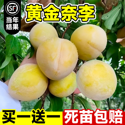 黄金奈李子树苗红心新品