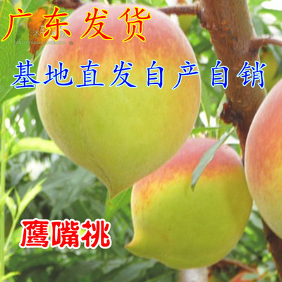 桃树苗 嫁接桃树苗 鹰嘴桃水蜜桃桃子树苗当年结果树苗南北方种植