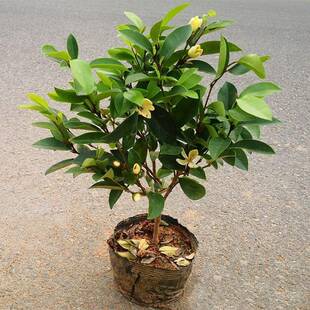 含笑花苗热盆栽含笑树苗芳香型花卉植物庭院阳台耐寒耐花