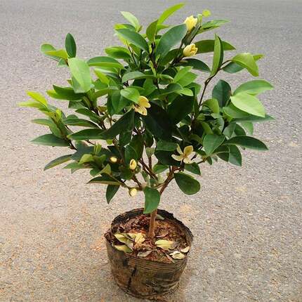 含笑花苗热盆栽含笑树苗芳香型花卉植物庭院阳台耐寒耐花