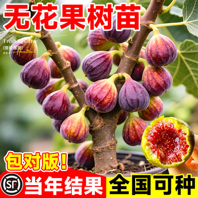 无花果苗树当年结果青皮