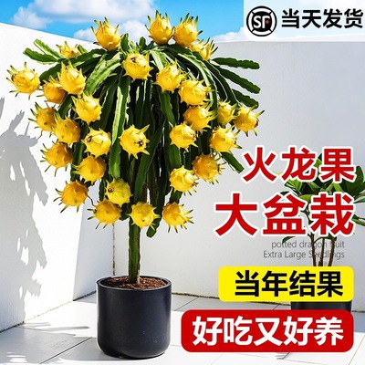火龙果树果苗盆栽四季结