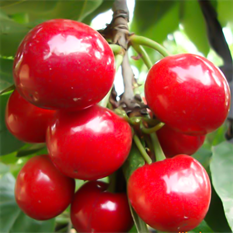 新品种早熟特大樱桃苗嫁