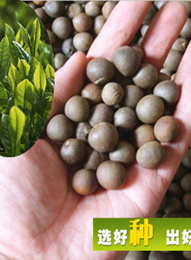 茶叶种子 茶树种子大红袍 绿茶铁观音茶树种苗黑茶树种籽四季播种