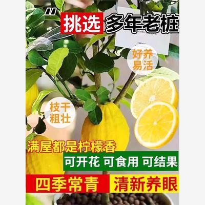 四季香水柠檬树苗优力克