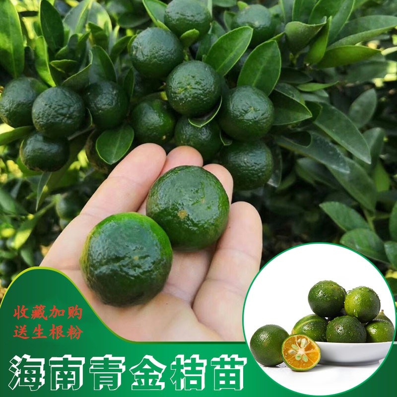 海南青金桔苗嫁接阳台庭院小金桔柠檬树苗盆栽小青柠檬苗当年结果