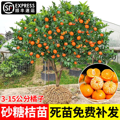 大桔子树庭院柑苗砂糖桔
