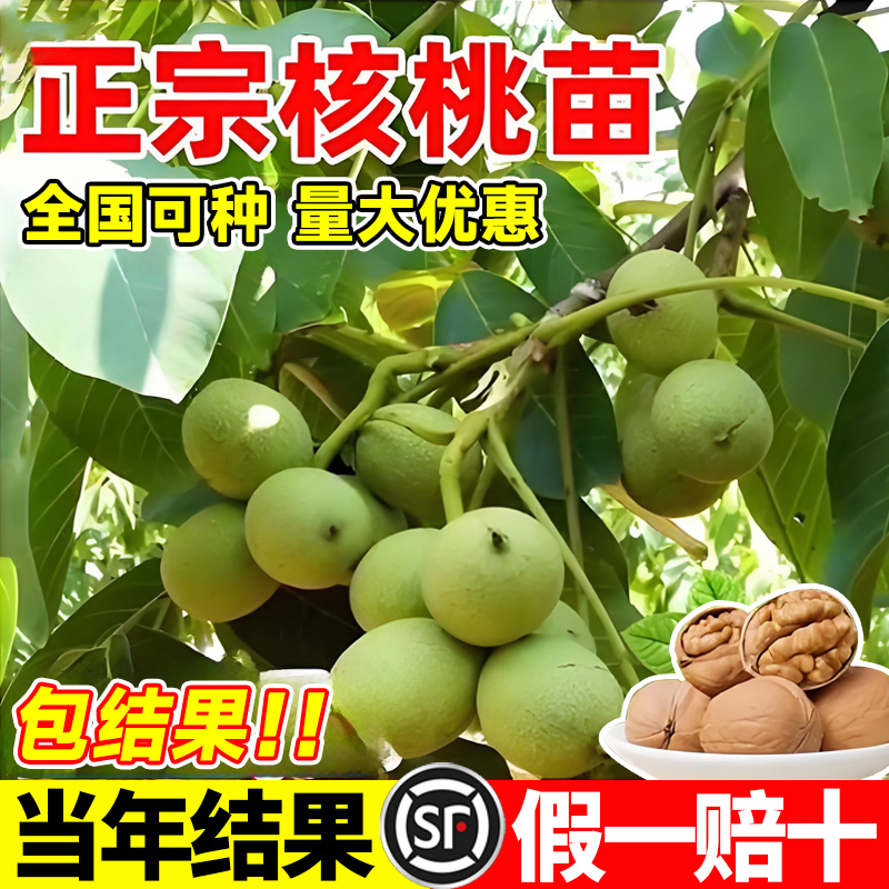 核桃树果苗北方嫁接苗耐