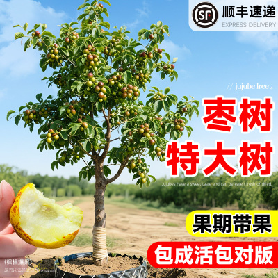 枣树活苗沾化冬枣青南方