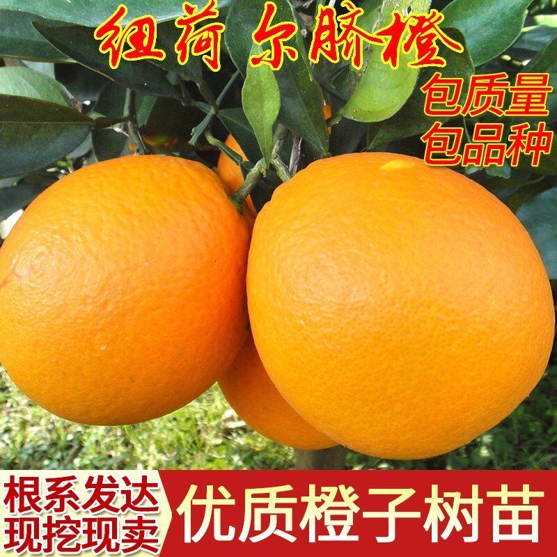 赣南脐橙苗正宗赣南纽荷尔脐橙苗赣南脐橙纽荷尔树苗