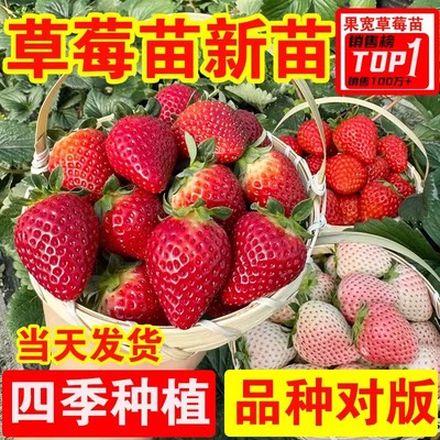 好养奶油草莓苗盆栽当年