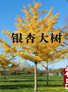 金叶银杏树苗白果活苗庭院绿化苗木行道树银杏小苗大树南北方种植