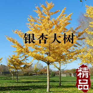 金叶银杏树苗白果活苗庭院绿化苗木行道树银杏小苗大树南北方种植